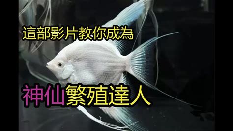 神仙魚產卵幾天孵化|神仙魚繁殖必看! 小魚從孵化到長大! 